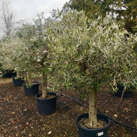 Olea europaea | Order online @ Tendercare