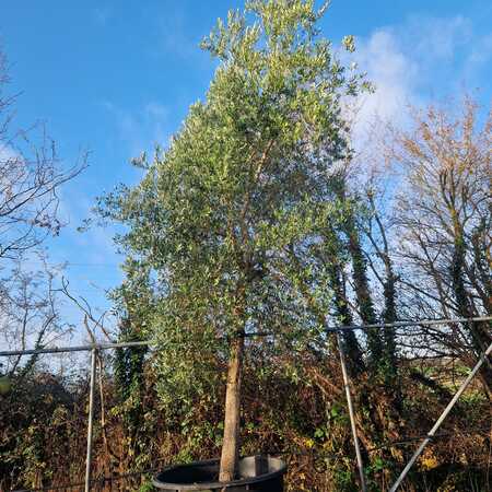 Olea europaea | Order online @ Tendercare
