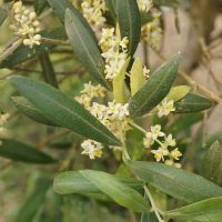 Olea europaea - image 3