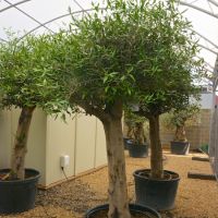 Olea europaea | Order online @ Tendercare