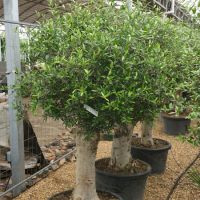 Olea europaea | Order online @ Tendercare