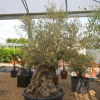 Olea europaea | Order online @ Tendercare