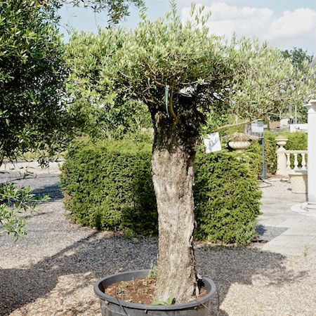 Olea europaea | Order online @ Tendercare