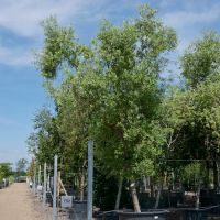 Olea europaea | Order online @ Tendercare