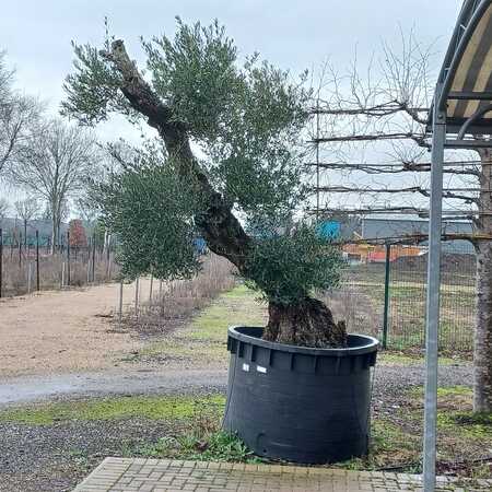 Olea europaea | Order online @ Tendercare