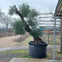 Olea europaea | Order online @ Tendercare