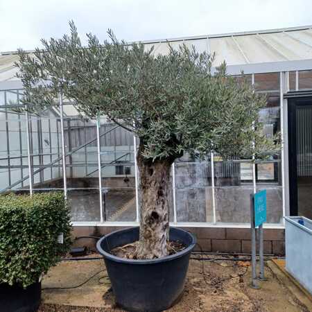 Olea europaea | Order online @ Tendercare