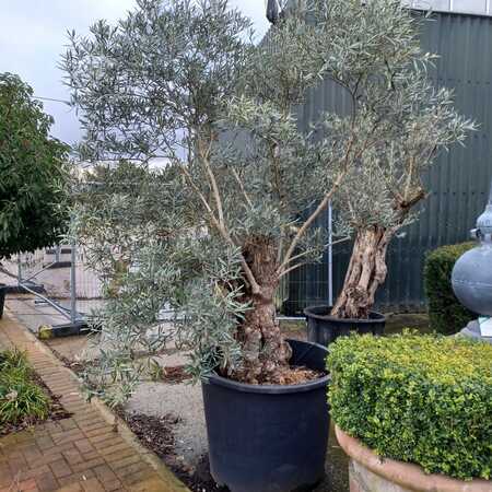 Olea europaea | Order online @ Tendercare