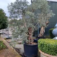 Olea europaea | Order online @ Tendercare