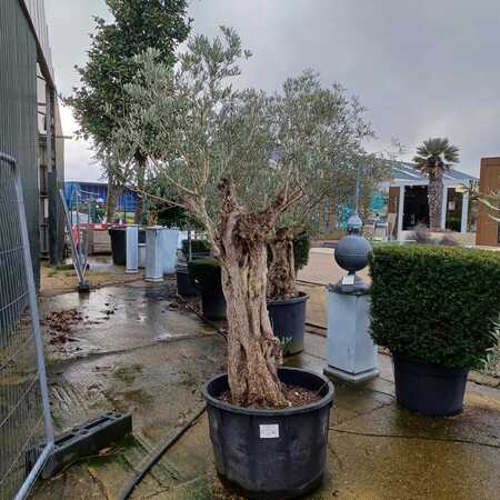 Olea europaea | Order online @ Tendercare
