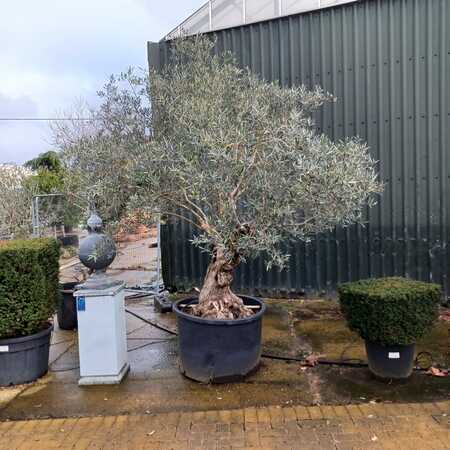 Olea europaea | Order online @ Tendercare