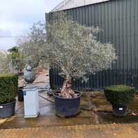 Olea europaea | Order online @ Tendercare