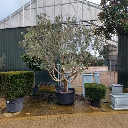 Olea europaea | Order online @ Tendercare