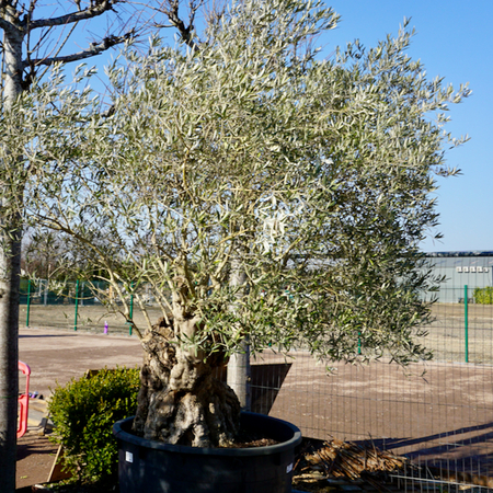 Olea europaea