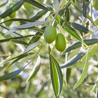 Olea europaea | Order online @ Tendercare