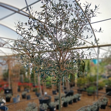 Olea europaea Frantoio