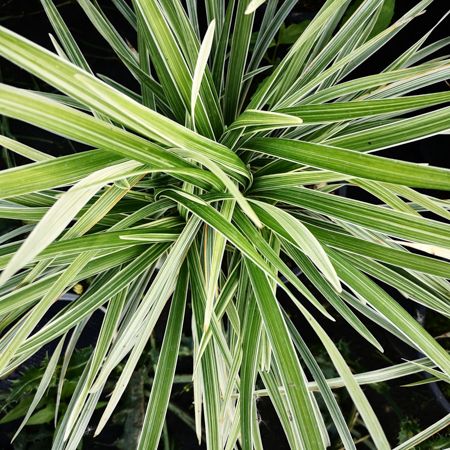 Ophiopogon jaburan Vittatus