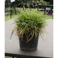 Ophiopogon japonicus