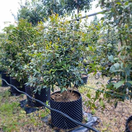 Osmanthus armatus