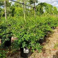 Osmanthus x burkwoodii - image 1