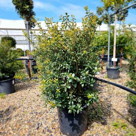 Osmanthus x burkwoodii