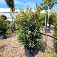 Osmanthus x burkwoodii