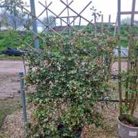 Osmanthus x burkwoodii