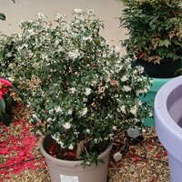 Osmanthus x burkwoodii