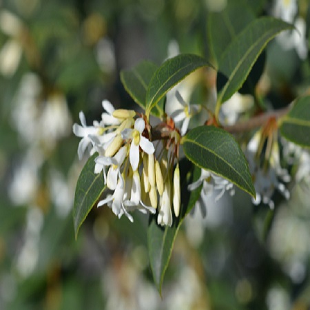 Osmanthus x burkwoodii