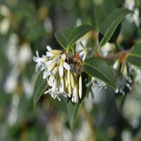 Osmanthus x burkwoodii - image 2