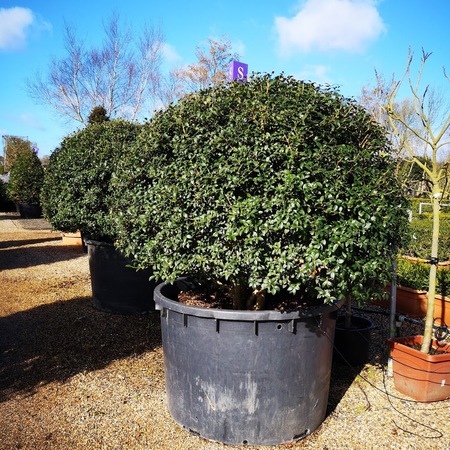 Osmanthus x burkwoodii