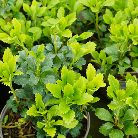 Pachysandra ter. Green Sheen - image 2