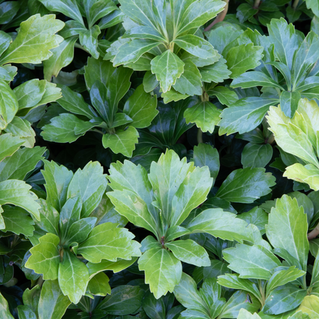 Pachysandra ter. Green Sheen | Order online @ Tendercare