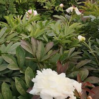Paeonia lac. Duchesse De Nemours