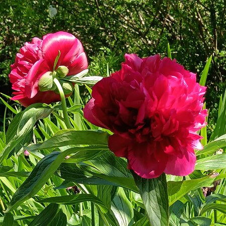 Paeonia lac. Karl Rosenfeild