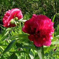 Paeonia lac. Karl Rosenfeild