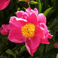 Paeonia lac. Nymphe