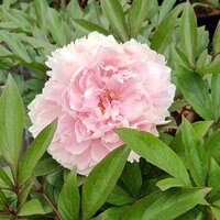 Paeonia lac. Sarah Bernhard