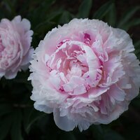 Paeonia lac. Sarah Bernhard