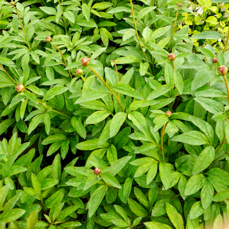 Paeonia lac. Shirley Temple