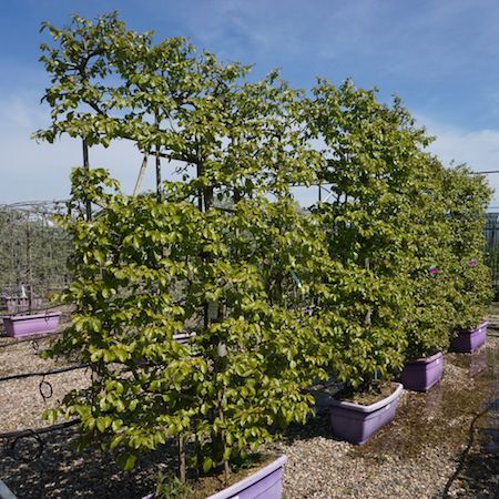 Parrotia persica - image 1