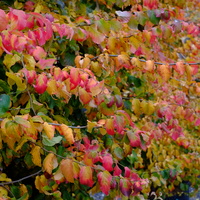 Parrotia persica - image 2