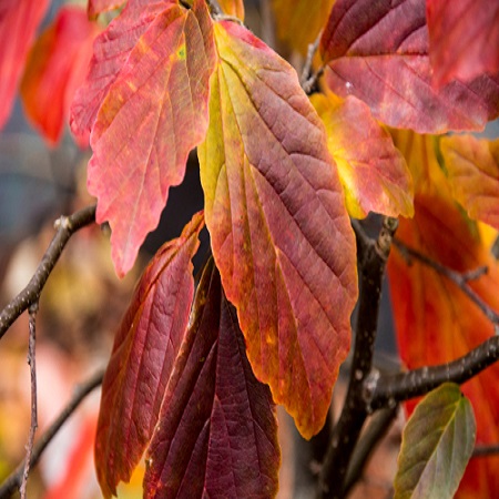 Parrotia persica