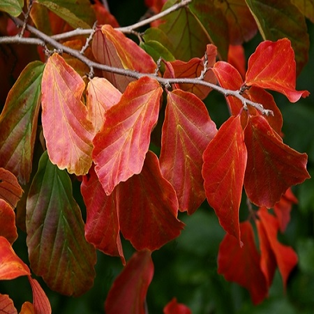 Parrotia persica Vanessa