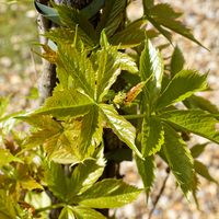 Parthenocissus qui. Engelmannii - image 2