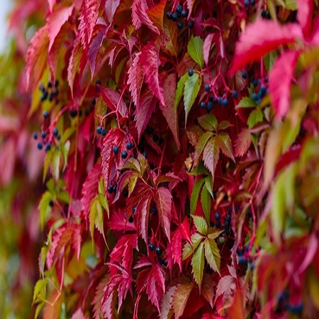 Parthenocissus qui. Engelmannii