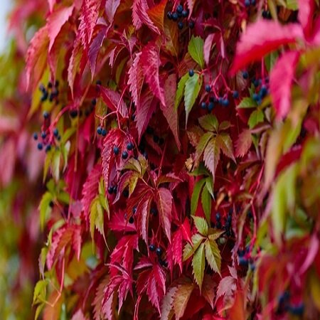 Parthenocissus qui. Engelmannii - image 1