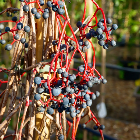 Parthenocissus quinquefolia - image 2