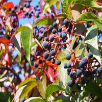 Parthenocissus quinquefolia