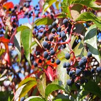 Parthenocissus quinquefolia